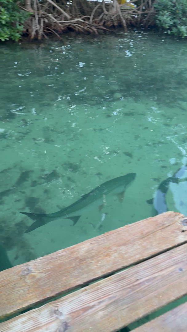 Vídeo de reseña del cliente sobre Tierra de Belice y Tikal