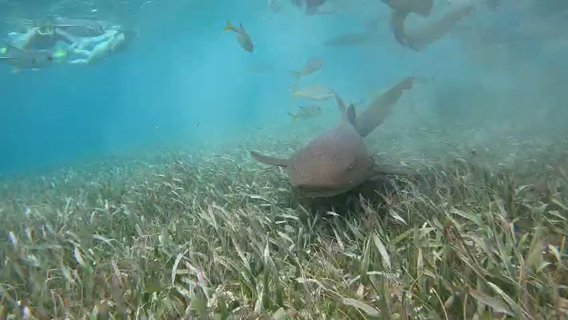 Start in Antigua end in Cancun (A) customer review video