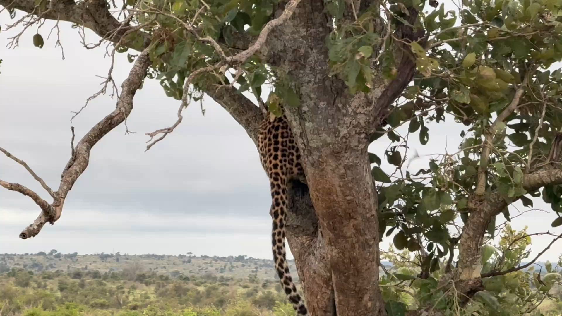 Afrique du Sud Route de l'arc-en-ciel customer review video