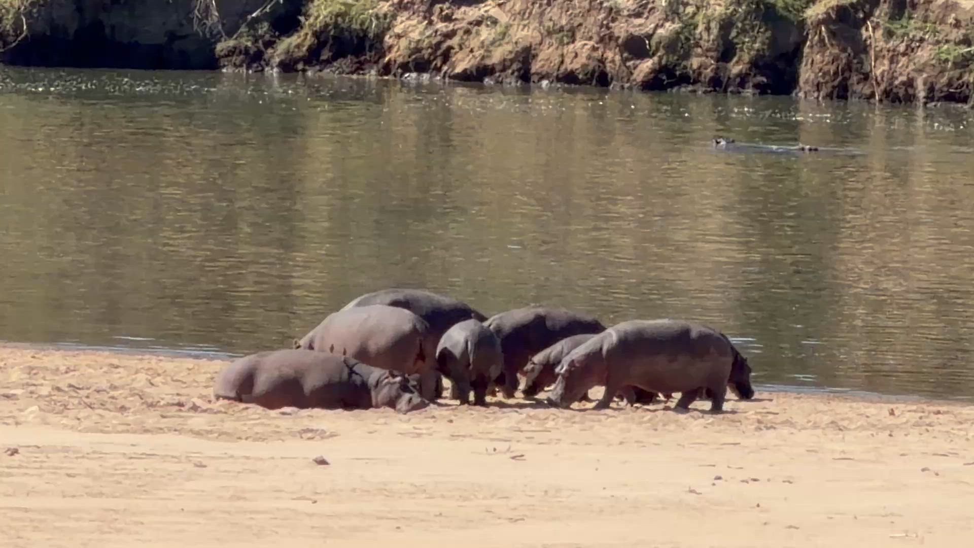 video met klantbeoordeling van Onvergetelijk Afrika: Van Kaapstad tot de Okavango Delta