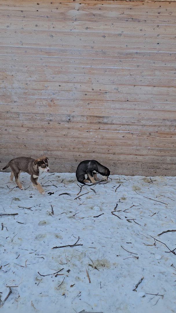 Laponie suédoise : Les aurores boréales customer review video