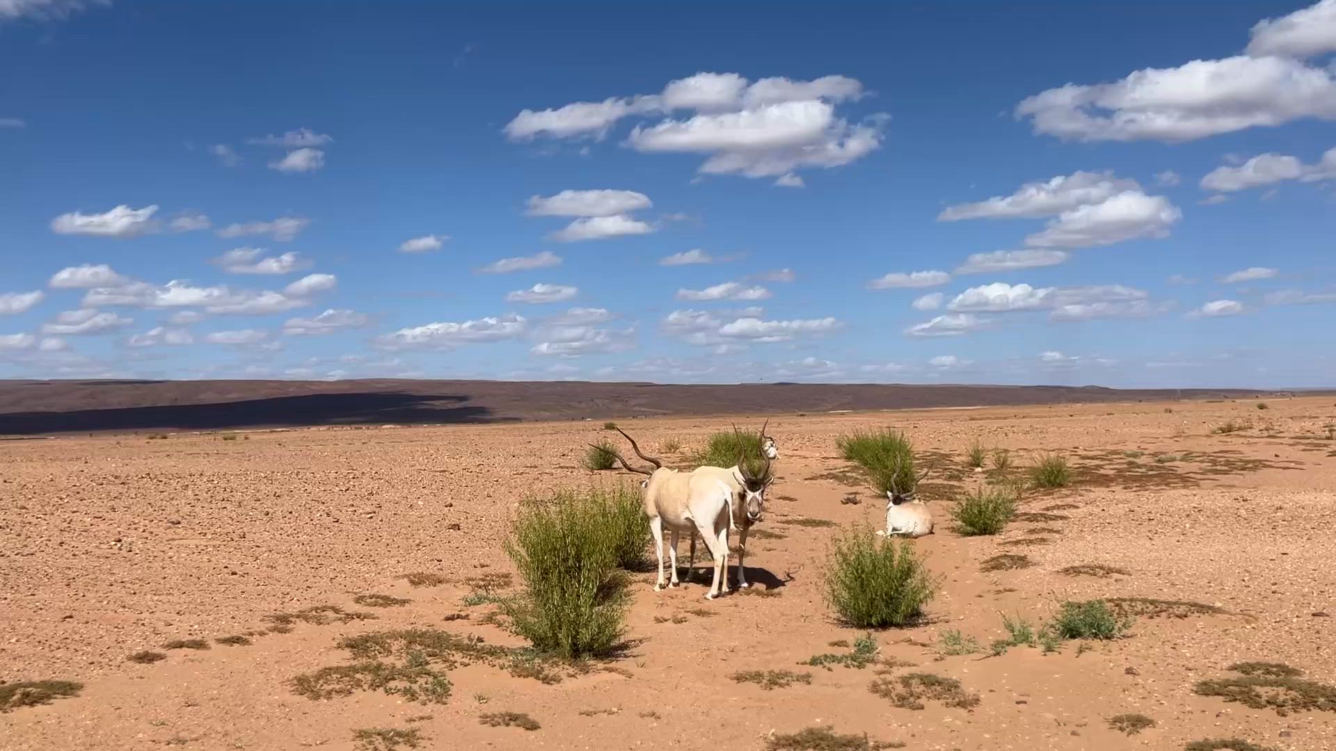 Circuit de 3 jours de Mhamid au désert de Chegaga – Expédition nomade dans les dunes de l'Erg Chegaga customer review video