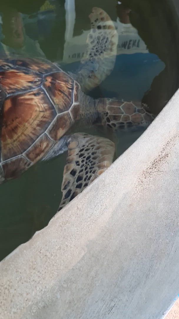 Chemin de rêve du Sri Lanka customer review video