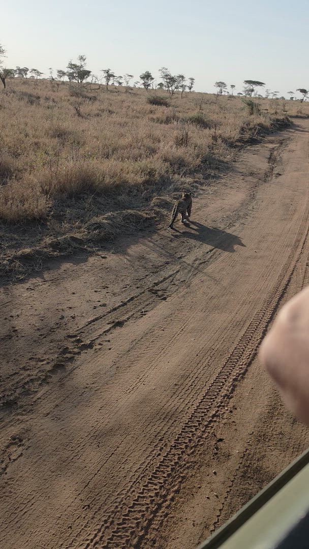 video met klantbeoordeling van Klassieke Big Five-safari in Tanzania – duurzame reisbenadering