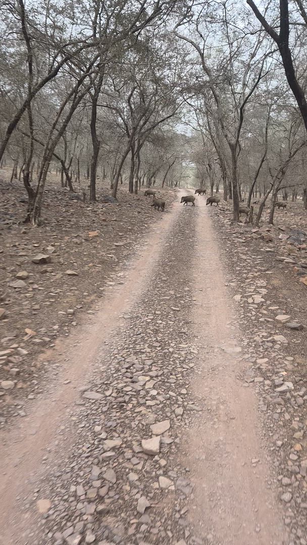 Adventures Ranthambore Wildlife Safari Tour From Delhi with Safari Rides customer review video