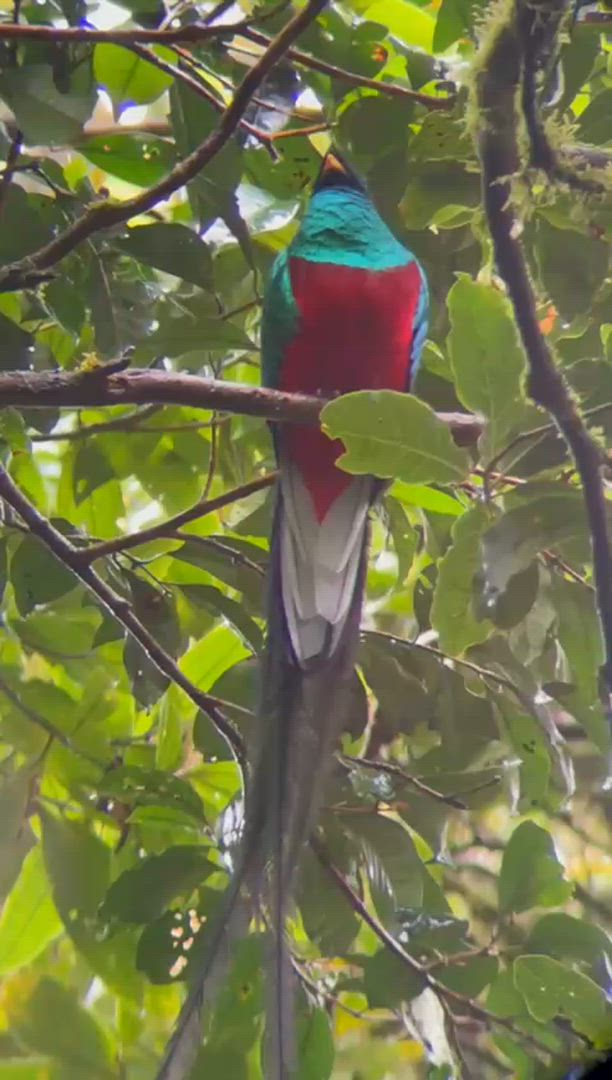 Quête de la Costa Rica customer review video