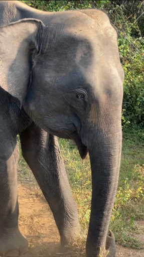 TourRadar ha seleccionado los mejores safaris en Sri Lanka. Hay 80 viajes para elegir, visitando 3 diferentes países. Los circuitos duran entre 2 días y 21 días.