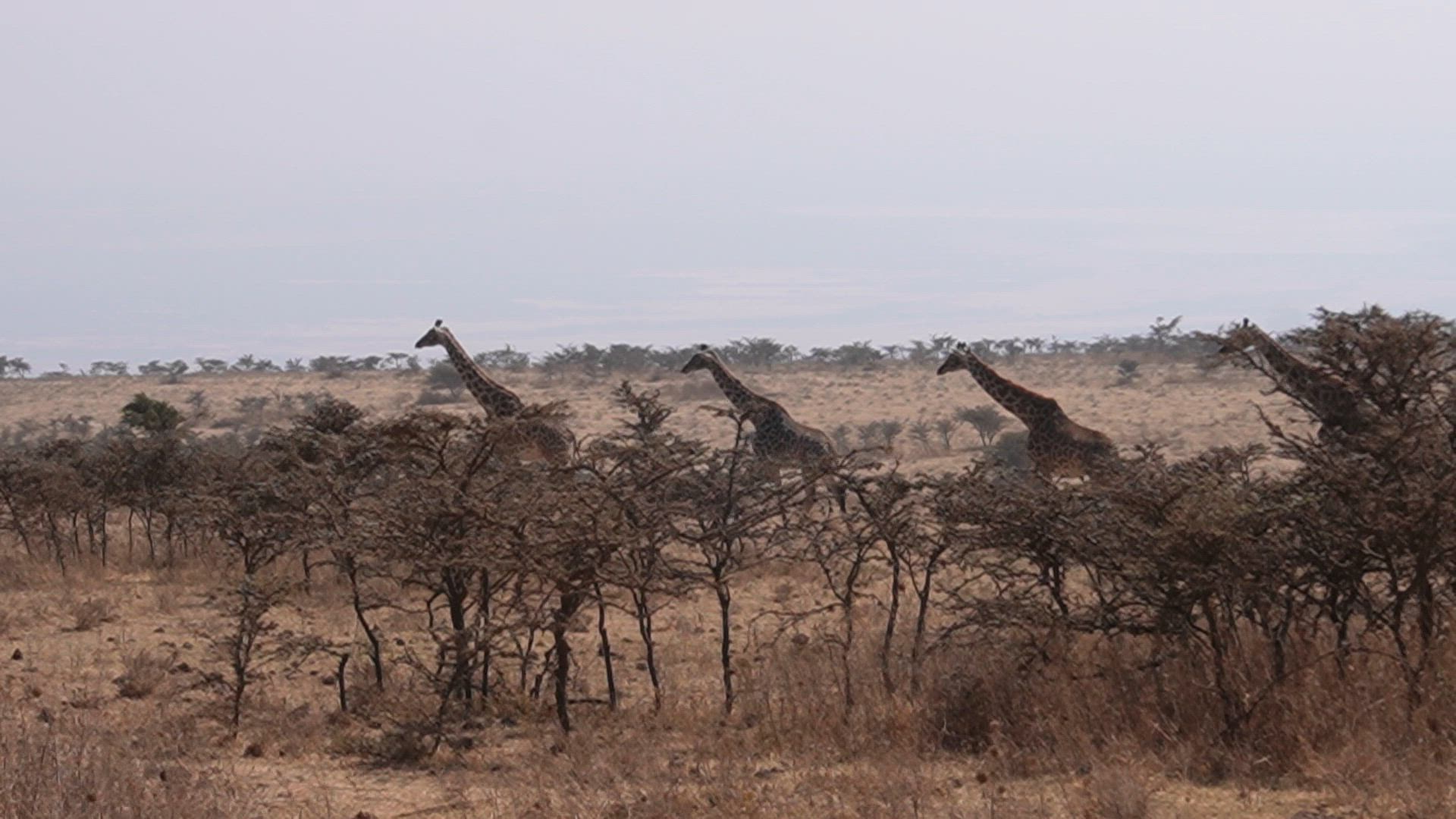 Tansania Safari: Große Wanderung der Gnus mit Mara-Fluss Überquerung - 101 Tage Kundenbewertungsvideo