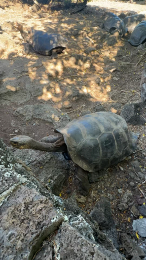 Encuentra el circuito adecuado para ti en Ecuador. Tenemos 637 aventuras en Ecuador, empezando desde un día de duración, y el circuito más largo de 19 días.