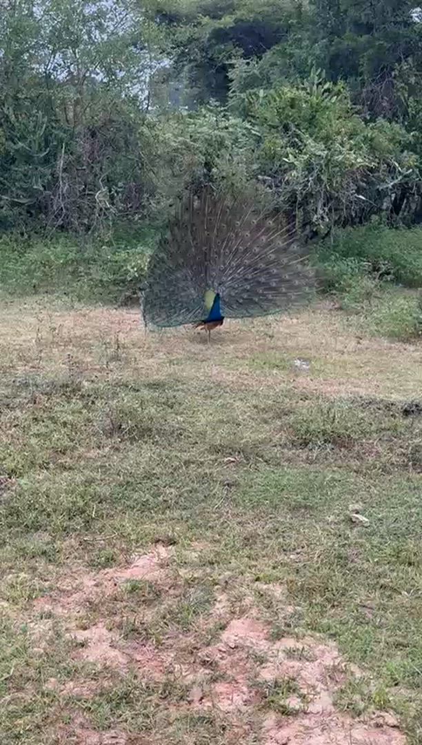 Chemin de rêve du Sri Lanka customer review video