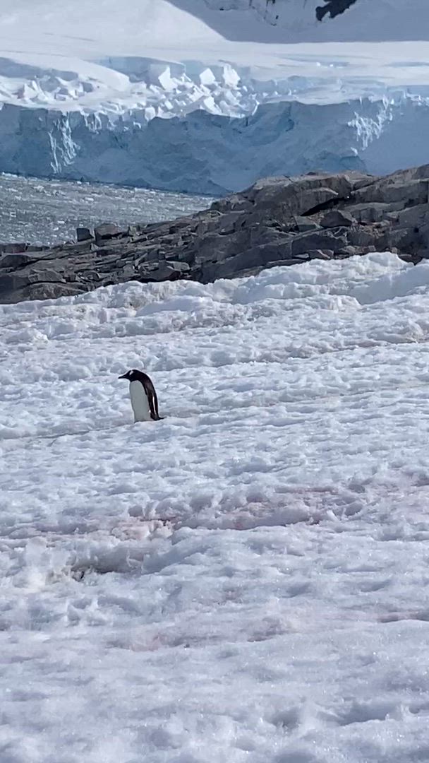 Antarctique classique customer review video