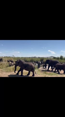 Circuito Safari Clásico de los Cinco Grandes en Tanzania **Viaje con Enfoque Sostenible