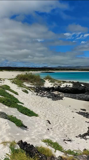 Encuentra el paquete de circuitos adecuado para ti en las Islas Galápagos. Tenemos 391 viajes en las Islas Galápagos, a partir de un día de duración y el circuito más largo de 32 días.