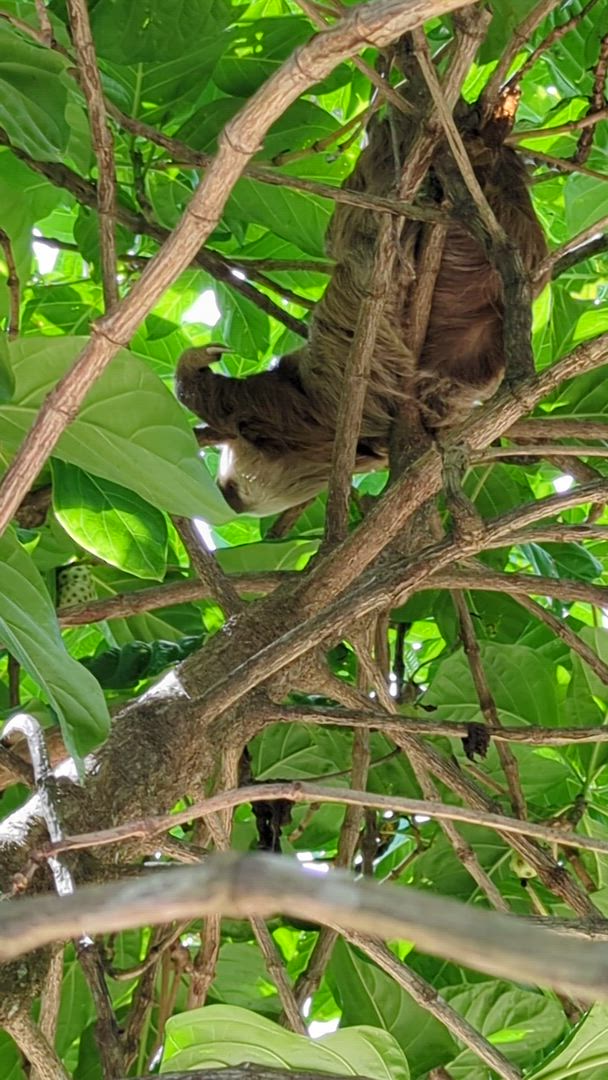 Vídeo de reseña del cliente sobre Volcanes, naturaleza y Caribe