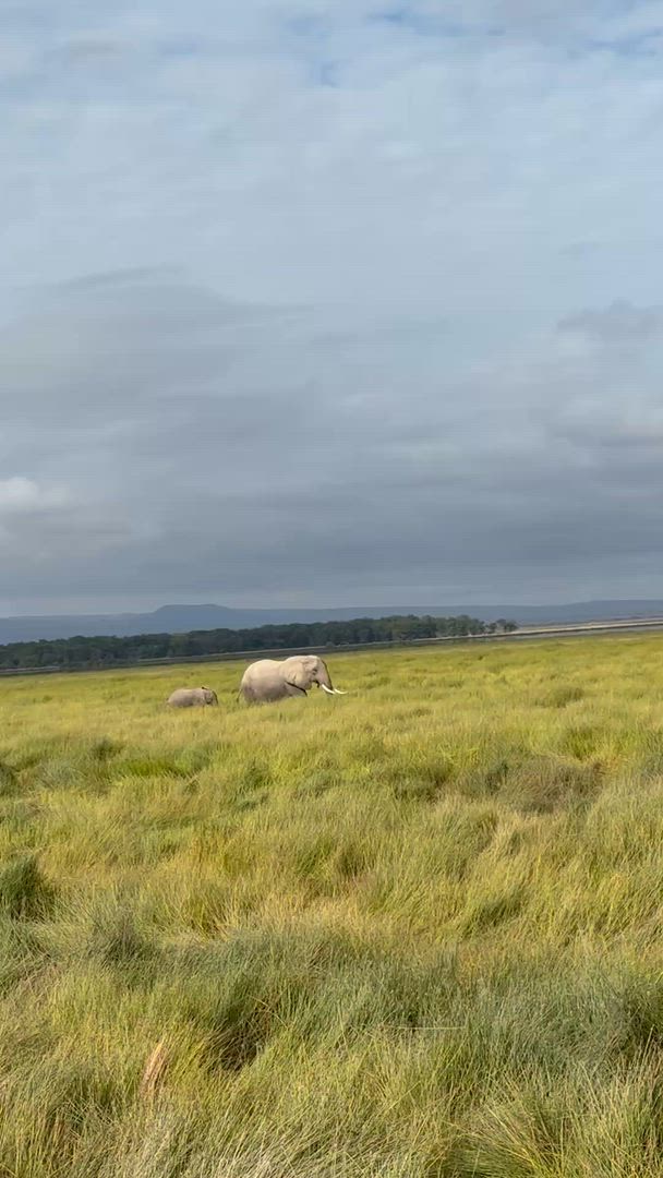 Trouvez votre Afrique circuit camping idéal. Vous avez le choix entre pas moins de 677 voyages durant entre une journée et 100 jours. Le mois comptant le plus grand nombre de départs est Décembre, ce qui en fait le moment le plus apprécié pour aller en Afrique.