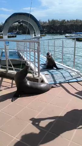 10 jours d\'excursion sur les îles Galápagos à Santa Cruz et Isabela circuit
