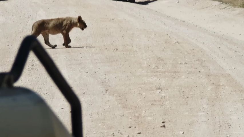Circuito Safari de exploración por Kenia y Tanzania