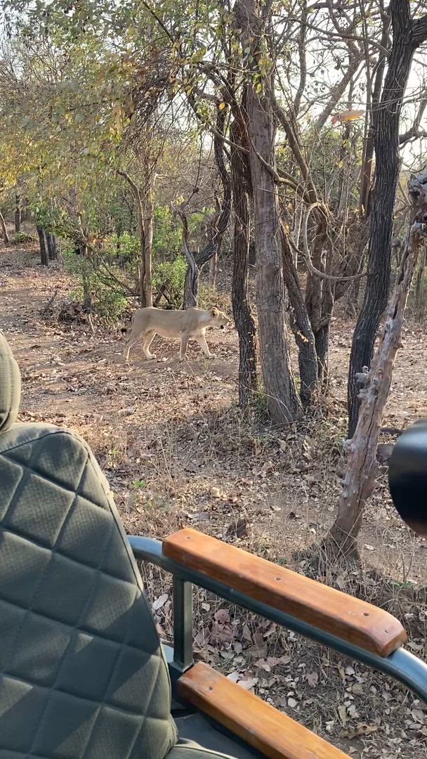 Vídeo de reseña del cliente sobre Safari por la India - leones asiáticos y tigres de Bengala