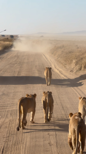 Trouvez votre Tanzanie Safari idéal. Vous avez le choix entre pas moins de 1939 voyages durant entre une journée et 28 jours. Le mois comptant le plus grand nombre de départs est Octobre, ce qui en fait le moment le plus apprécié pour aller en Tanzanie.