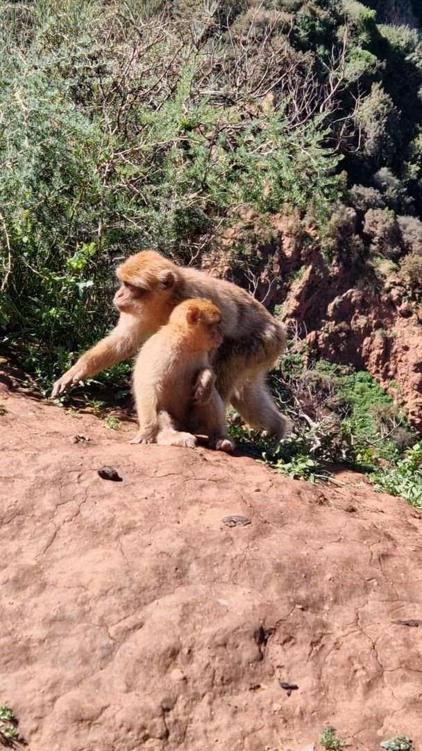 video met klantbeoordeling van Marrakech: 4-daagse tour met kookles en waterval trip