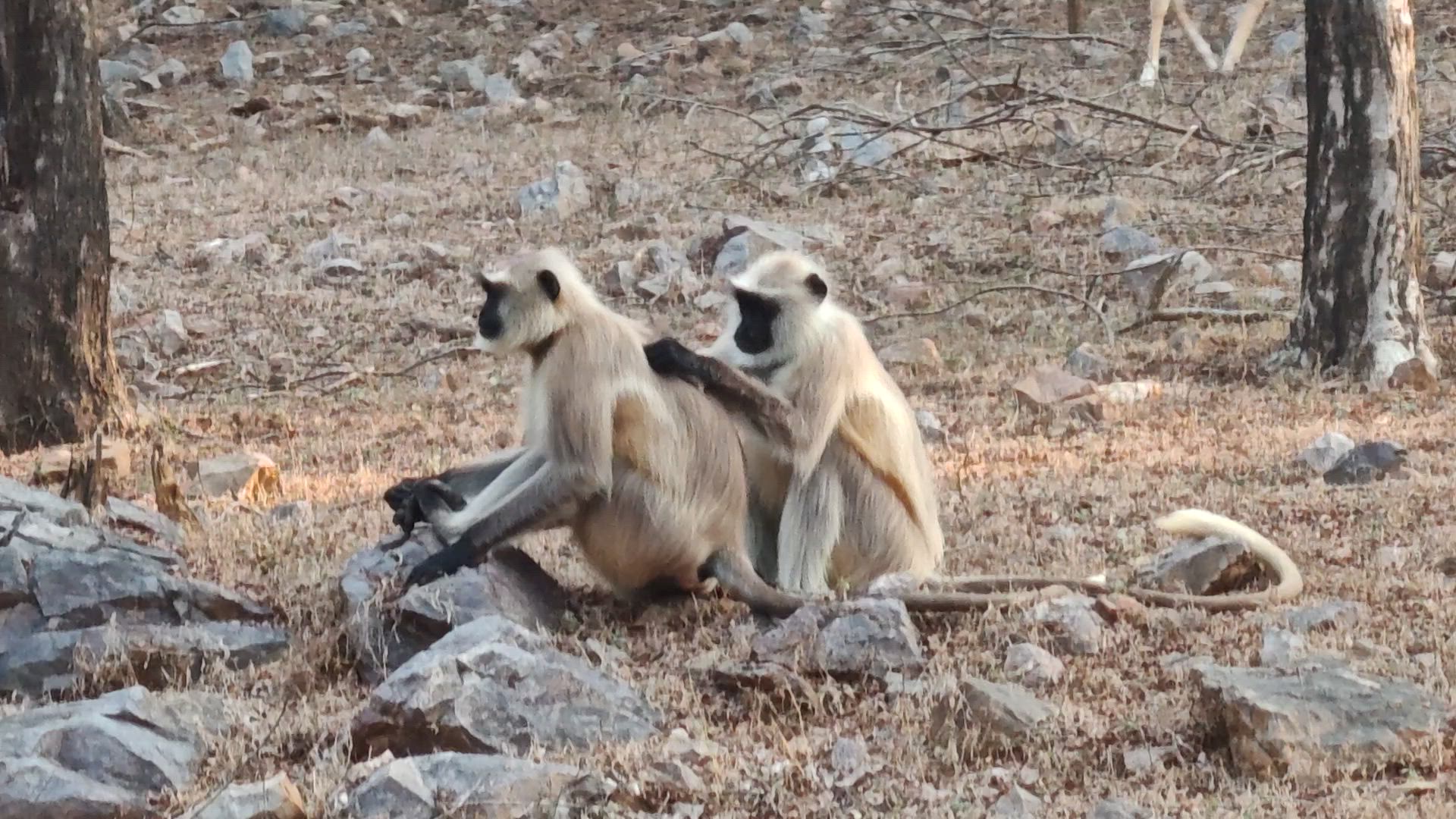 Taj Mahal et faune sauvage avec séjour royal dans des châteaux customer review video