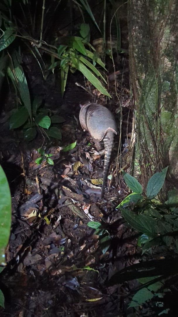 Vídeo de reseña del cliente sobre Volcanes, naturaleza y Caribe