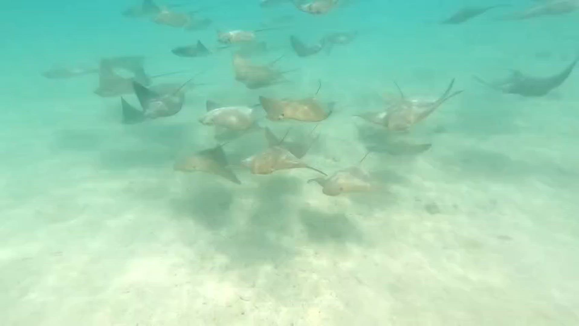 Vídeo de reseña del cliente sobre Galápagos Asequible 8 Días