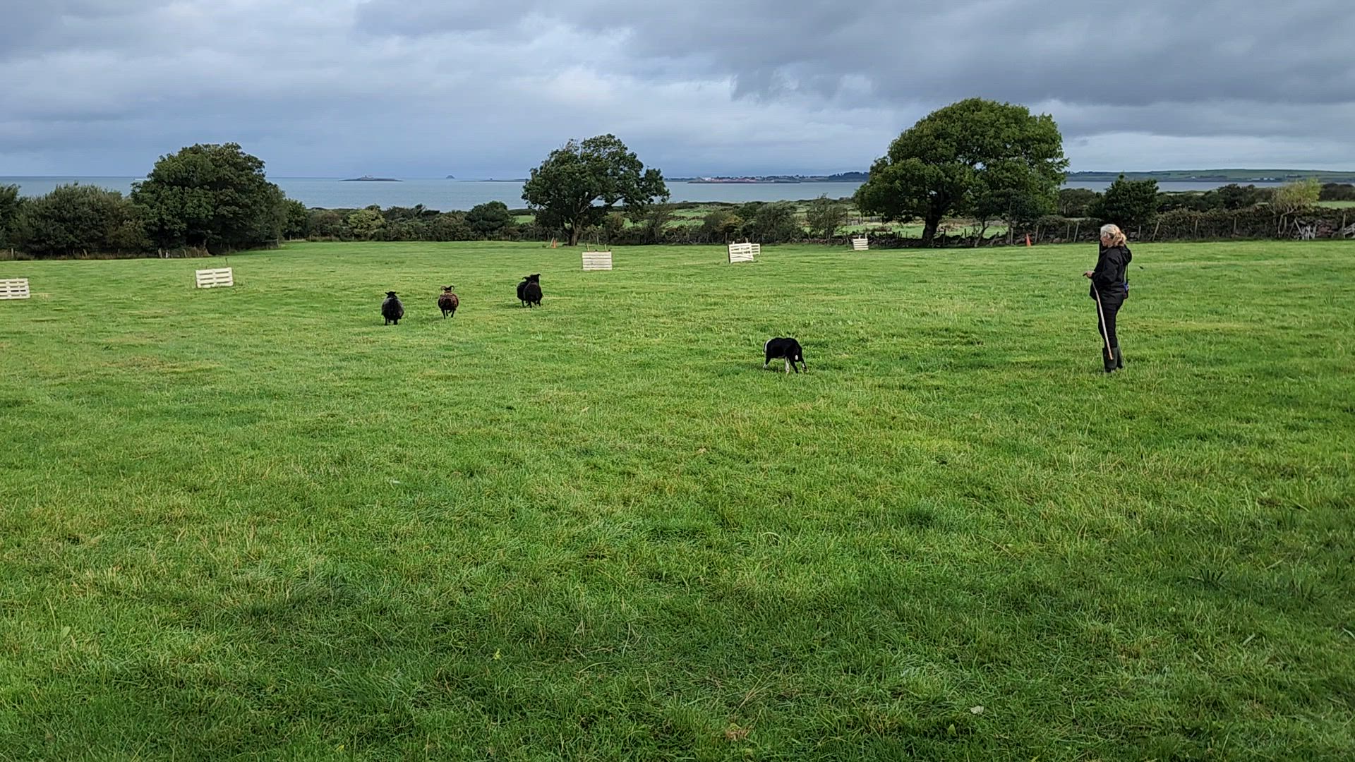 Circuit en petit groupe de 7 jours de l'Irlande à l'île vidéo d'avis client