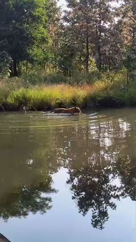 Golden Triangle Tour with Tiger Safari Tour