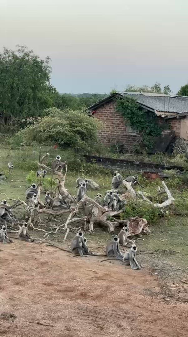 Vídeo de reseña del cliente sobre Sé testigo de la belleza del sur de Asia Sri Lanka (09 Días )