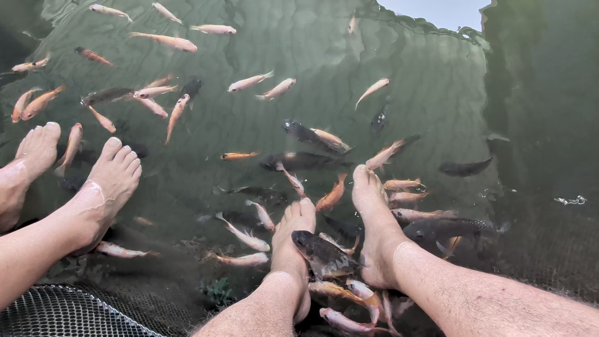 Vídeo de reseña del cliente sobre Sé testigo de la belleza del sur de Asia Sri Lanka (09 Días )