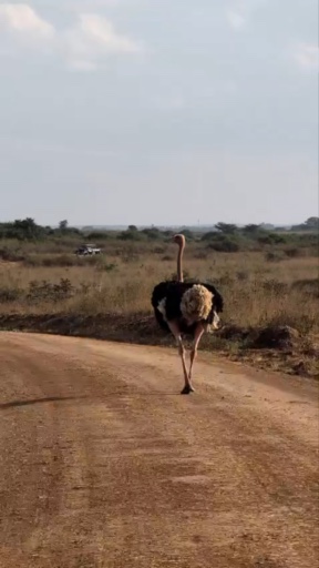 Trouvez votre Tanzanie Safari idéal. Vous avez le choix entre pas moins de 1933 voyages durant entre une journée et 22 jours. Le mois comptant le plus grand nombre de départs est Décembre, ce qui en fait le moment le plus apprécié pour aller en Tanzanie.