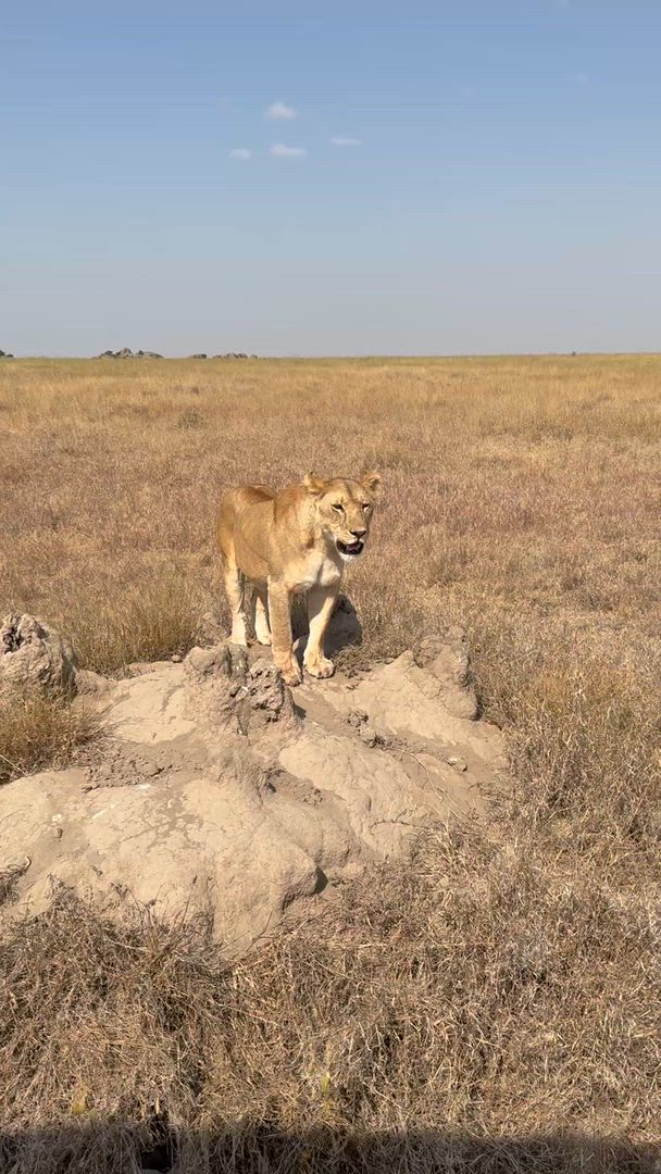 Safari classique Big Five en Tanzanie **Approche de voyage durable customer review video
