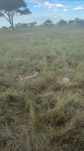 Safari classique Big Five en Tanzanie **Approche de voyage durable circuit