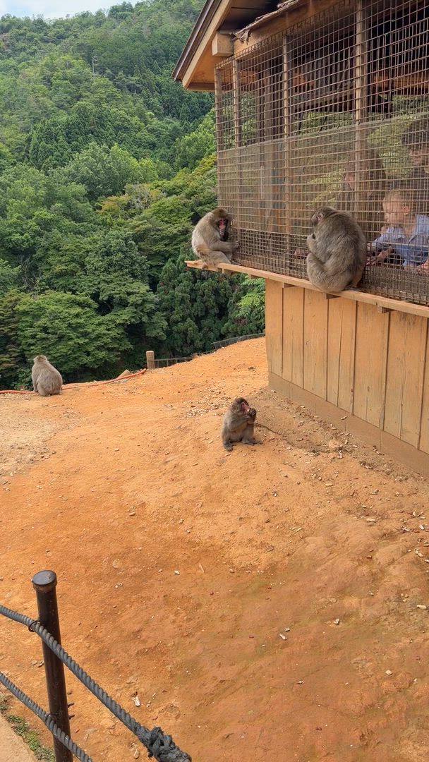 14 Jours Japon Panoramique (Hôtels privés 3 étoiles) customer review video