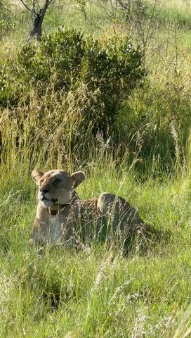 The Big 5 in South Africa Tour