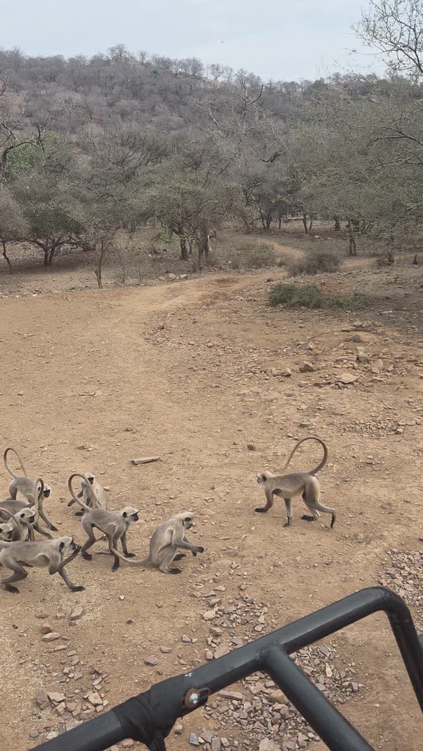 Could you imagine standing at the Taj Mahal at sunrise? From Delhi's temple streets and buzzing markets to Jaipur's royal palaces, Rajasthan delivers contrast after contrast. Ranthambore National Park offers genuine Bengal tiger encounters, while camel treks through the Thar Desert's rolling dunes show you a completely different side. Rajasthan awaits!