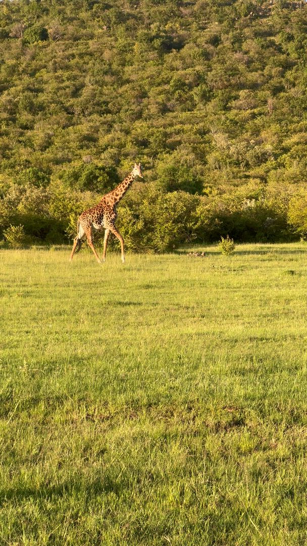 Trekking with mountain gorillas in Bwindi Forest and witnessing the Great Migration in Serengeti? Bucket-list stuff! Masai Mara's plains stretch endlessly, while Ngorongoro Crater drops down into a wildlife bowl, and Victoria Falls thunders year-round. Check out Zanzibar’s shores, and camping by Lake Naivasha, before visiting Rwanda's Musanze caves. Amazing countries, amazing sights.