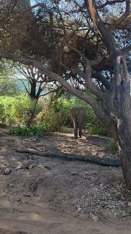 Circuito Safari Clásico de los Cinco Grandes en Tanzania **Viaje con Enfoque Sostenible