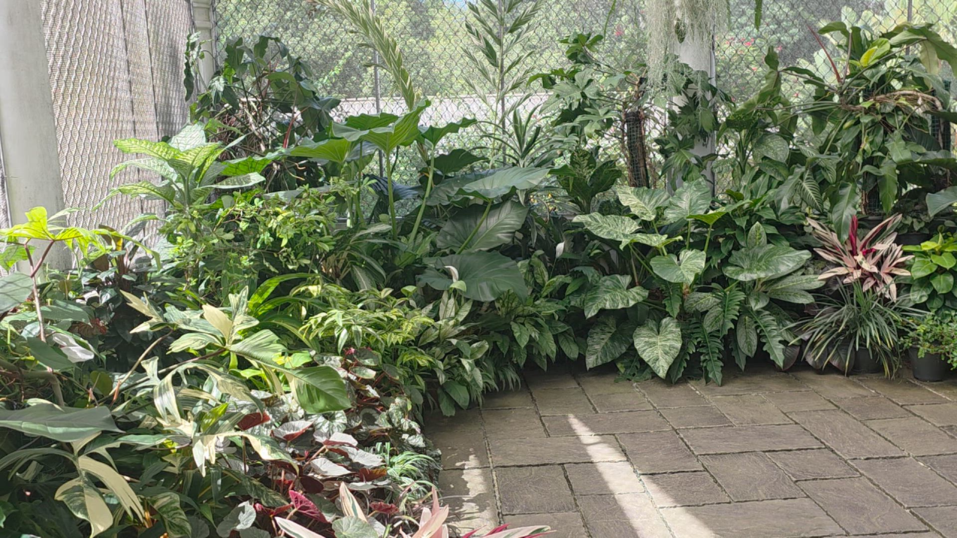 Chemin de rêve du Sri Lanka customer review video