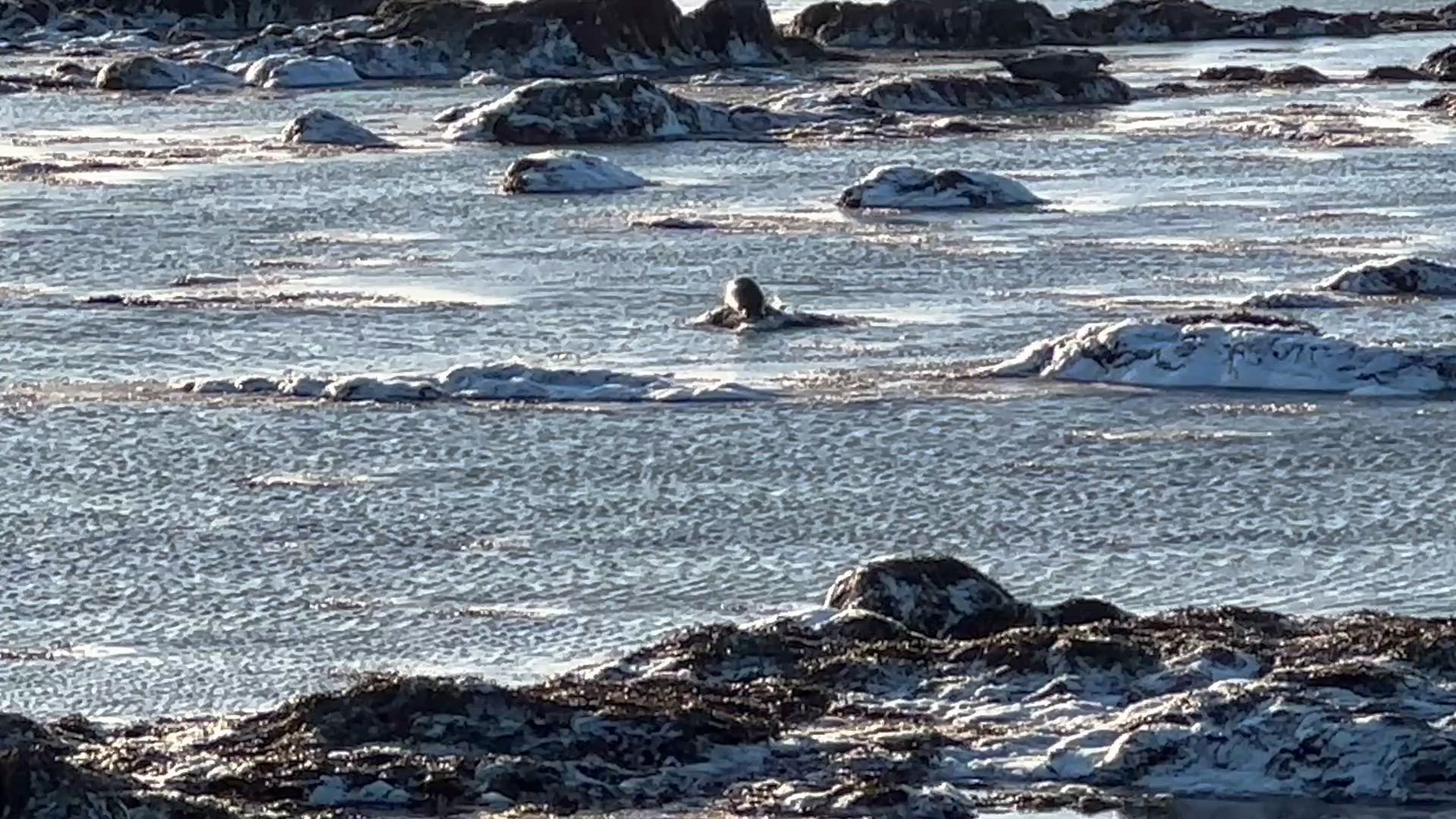 Vídeo de reseña del cliente sobre Lo mejor de la Islandia clásica - 8 días