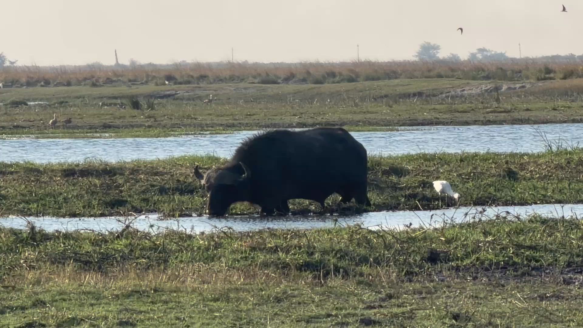 video met klantbeoordeling van Onvergetelijk Afrika: Van Kaapstad tot de Okavango Delta