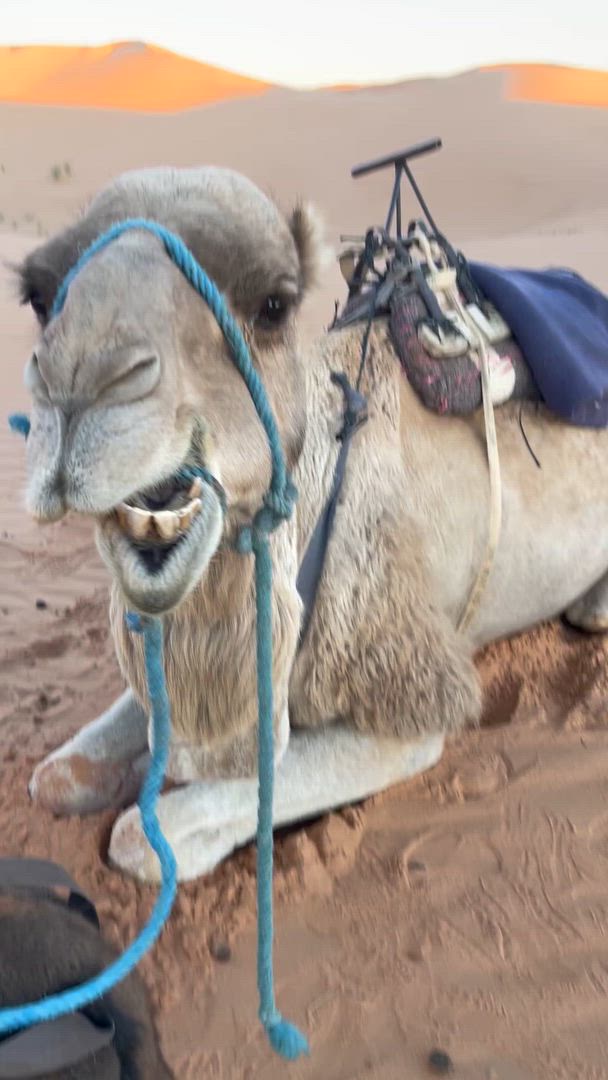 Circuit privé de 9 jours au Maroc - Petit groupe customer review video