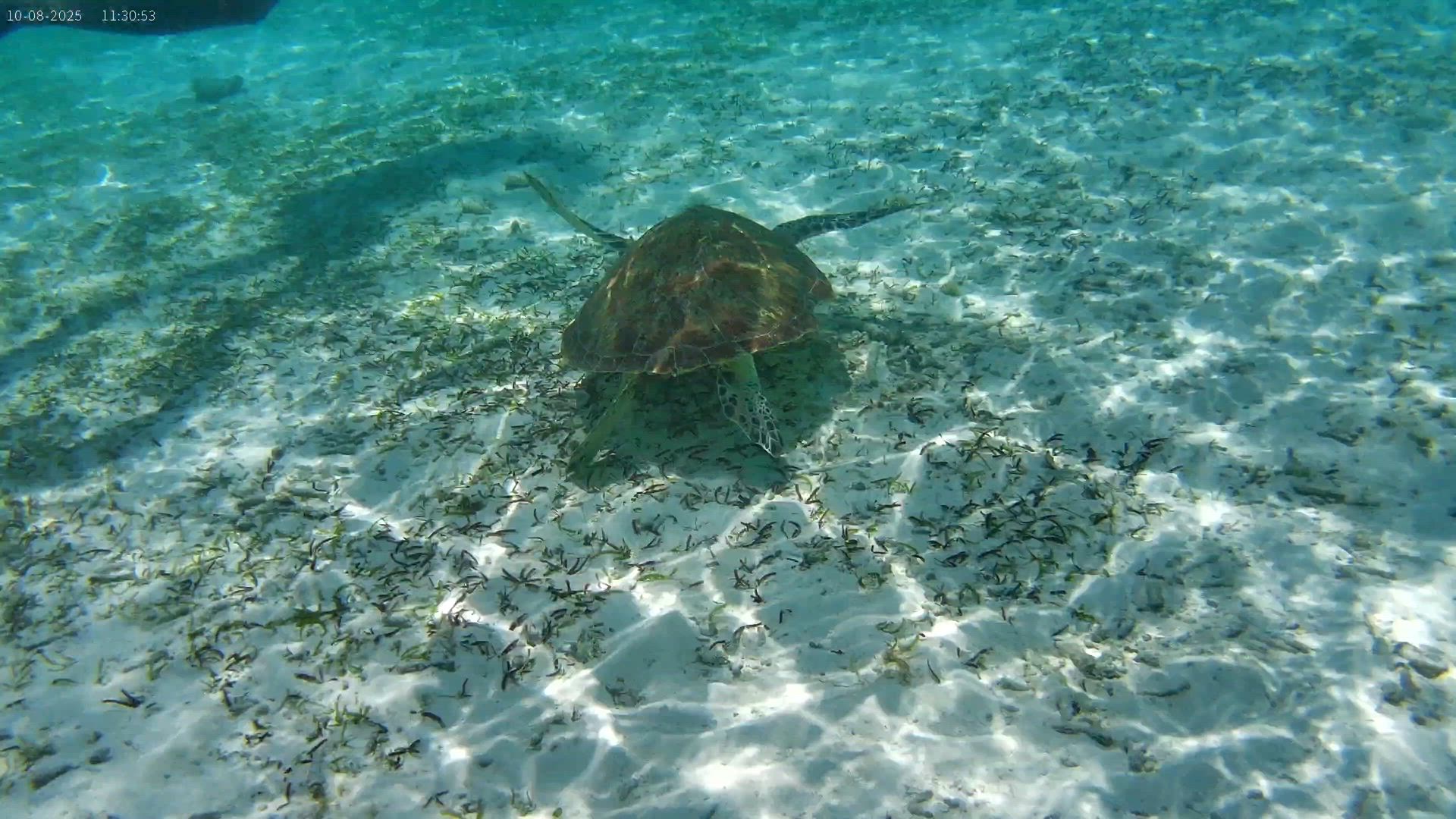 Les Maldives, une escapade au paradis customer review video