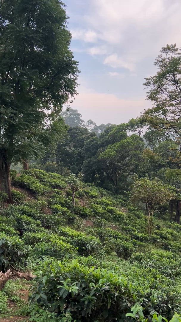 video met klantbeoordeling van Exclusieve rondreis door Sri Lanka