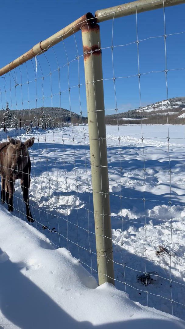 Aurora Beobachtung &amp; Yukon Wildtier Beobachtung customer review video