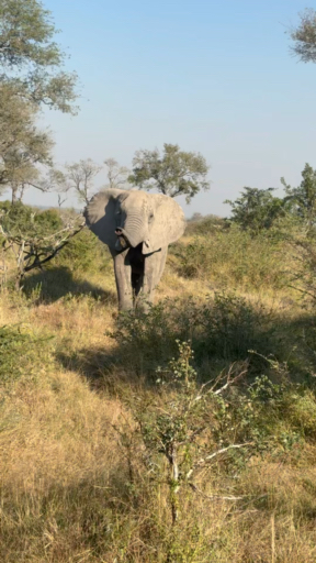 Sammeln Sie unvergessliche Erinnerungen auf Ihrer Reise in den Kruger Nationalpark. Lesen Sie 202 Erfahrungsberichte zum Guide und den Unterkünften und finden Sie das beste Angebot aus über 124 Reisen.
