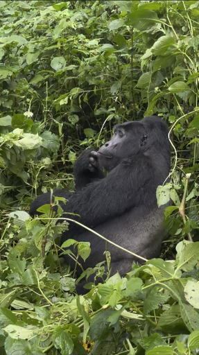 Trouvez votre Afrique circuit camping idéal. Vous avez le choix entre pas moins de 662 voyages durant entre une journée et 100 jours. Le mois comptant le plus grand nombre de départs est Octobre, ce qui en fait le moment le plus apprécié pour aller en Afrique.