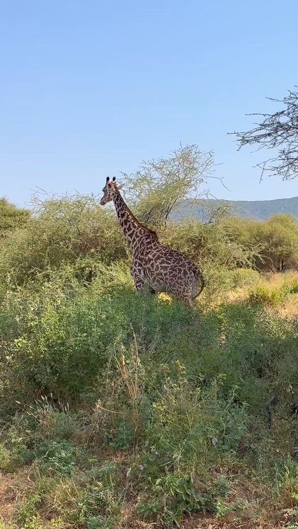 Safari classique Big Five en Tanzanie **Approche de voyage durable customer review video