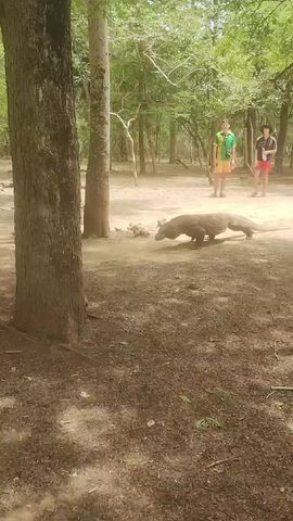 Das Beste von Bali & Komodo Escape Rundreise